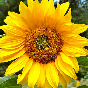 Fibonacci Tabelle Fibonacci Tabelle