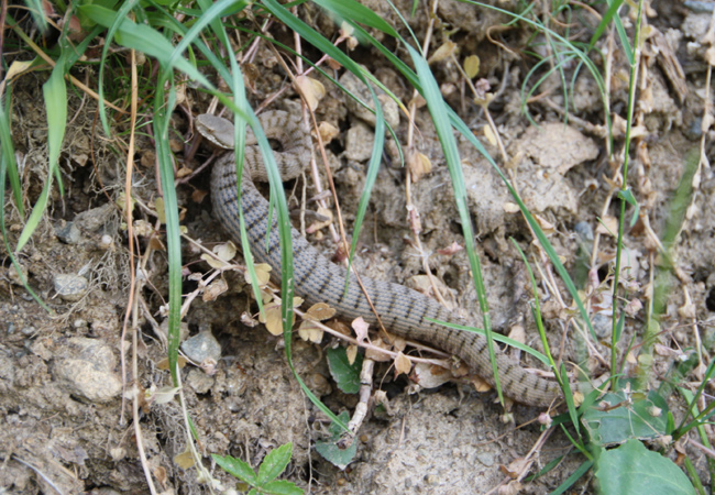 Aspisviper-Geocaching