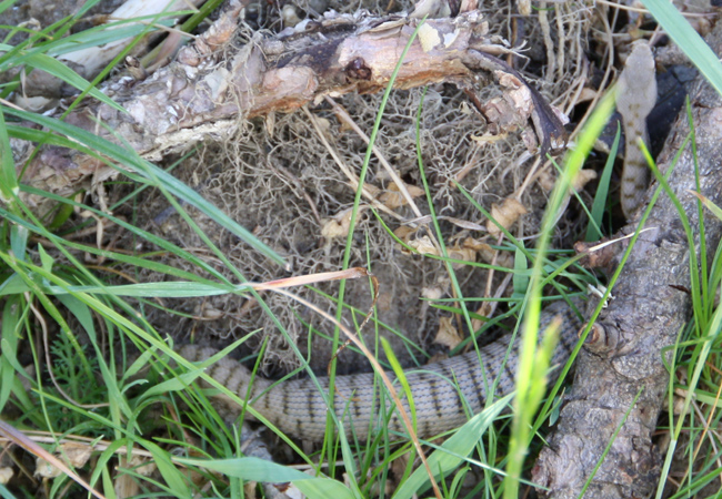 Aspisviper-in-Suedtirol