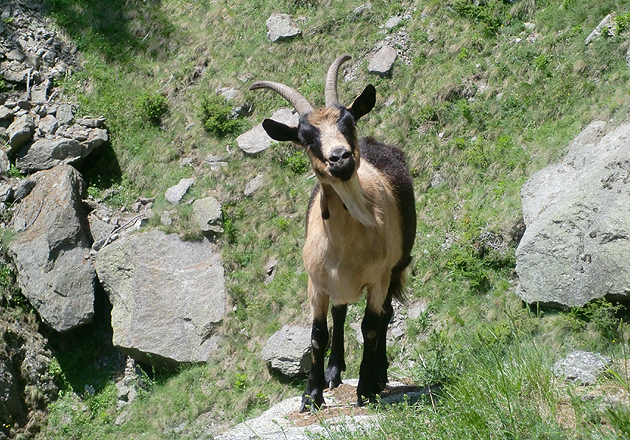 Bergziege-OWL,Bergziegen,GC.com,Nick,wie mein Nickname entstand