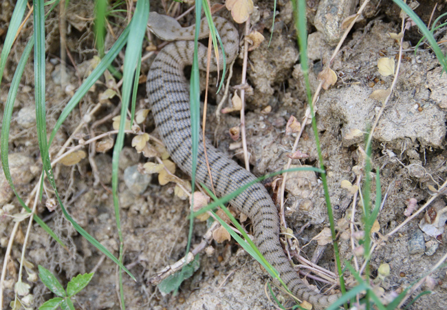 Geocaching-und-Aspisviper