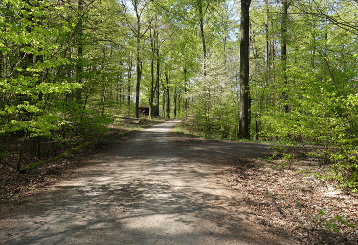 Heidelbeck-Wald