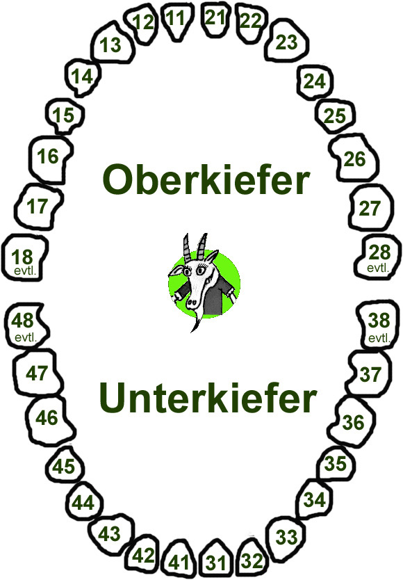 Zahnschema Erwachsenengebiss