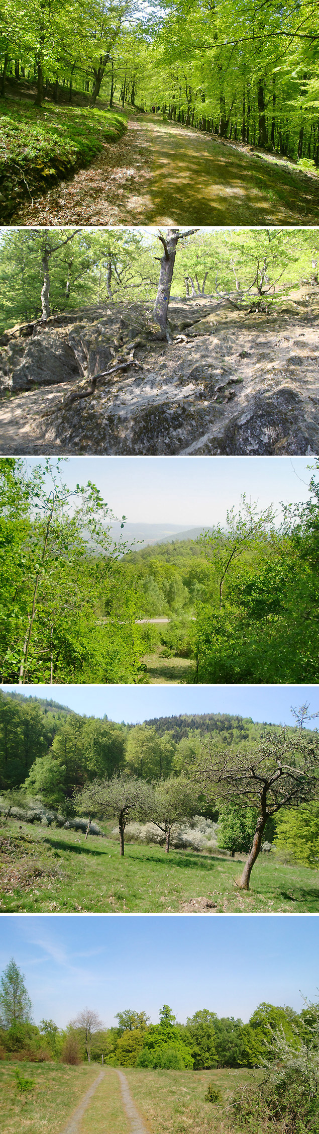 Urwaldsteig und Edersee