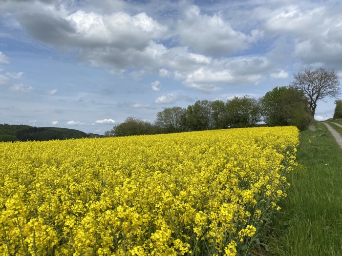 Ein Farbenmeer in gelb