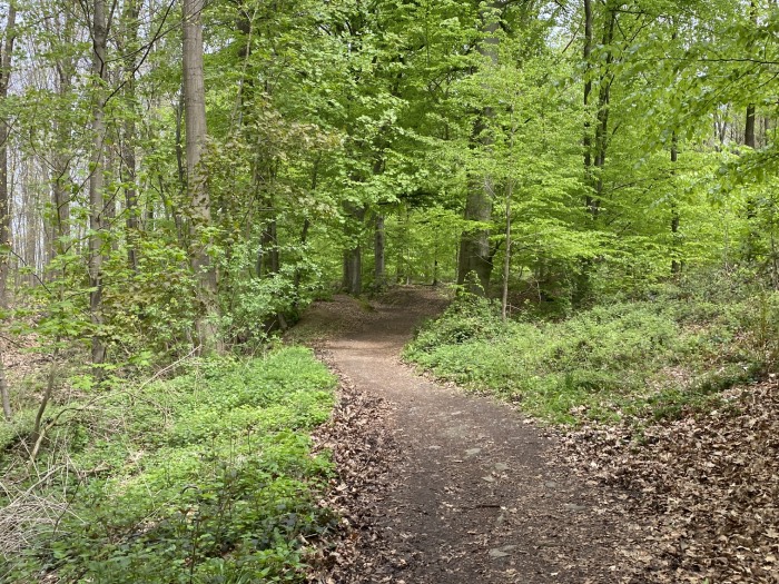 Waldweg Lüerdissen