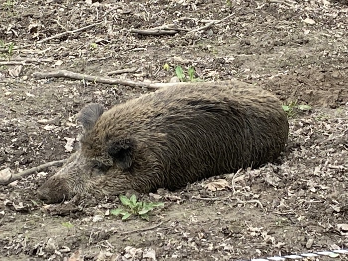 wildschweingehege