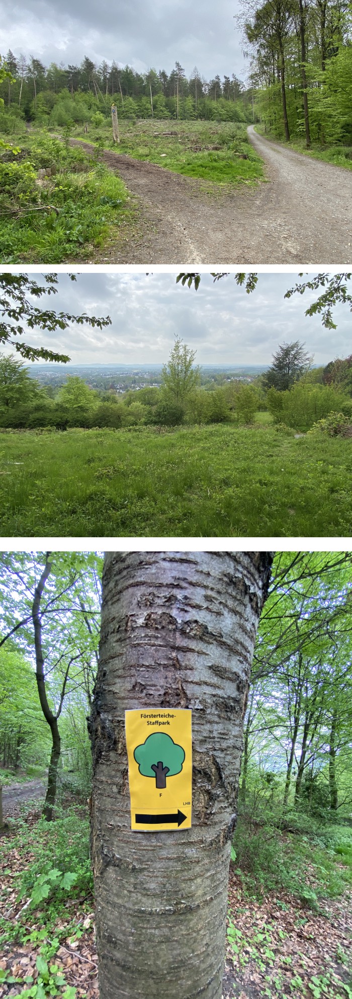 Försterteiche,Staffpark und Auenwald,Stadtpark Lemgo,Auenwald Lemgo,Wandern in Lippe,Wandern in OWL,Försterteiche Staffpark und Auenwald