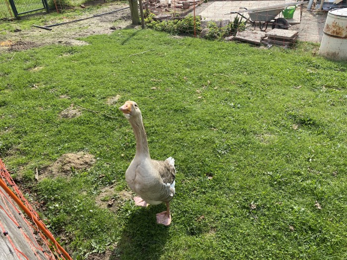 und zum Schluss grüßt die Gans